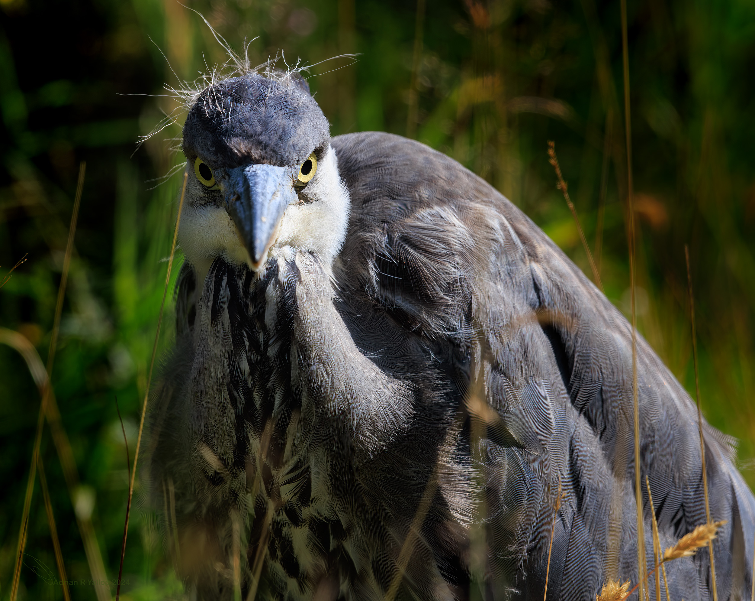 Ardea cinerea,grey heron